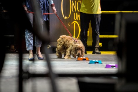Cesar Millan in Bucharest on march 2017