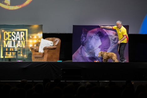 Cesar Millan in Bucharest on march 2017