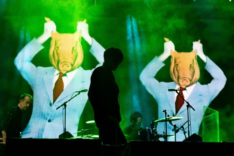 Suede in Mogosoaia on september 2022