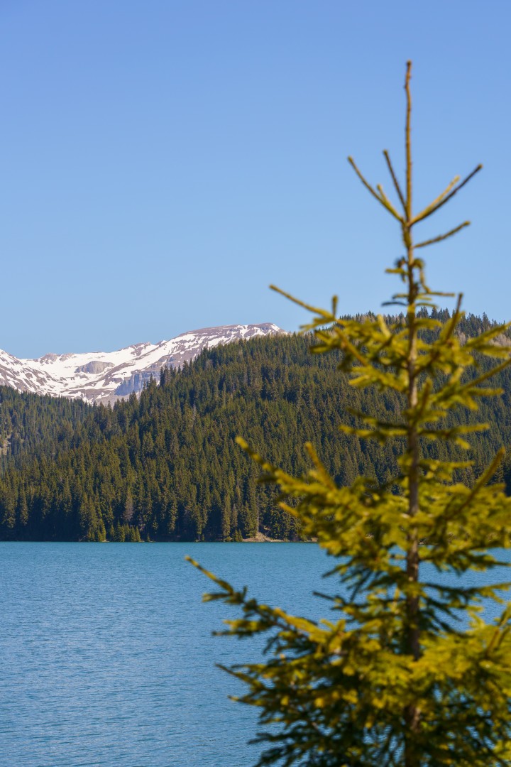 Bolboci Lake in Dambovita on May 11, 2021 (6fdb82cb03)